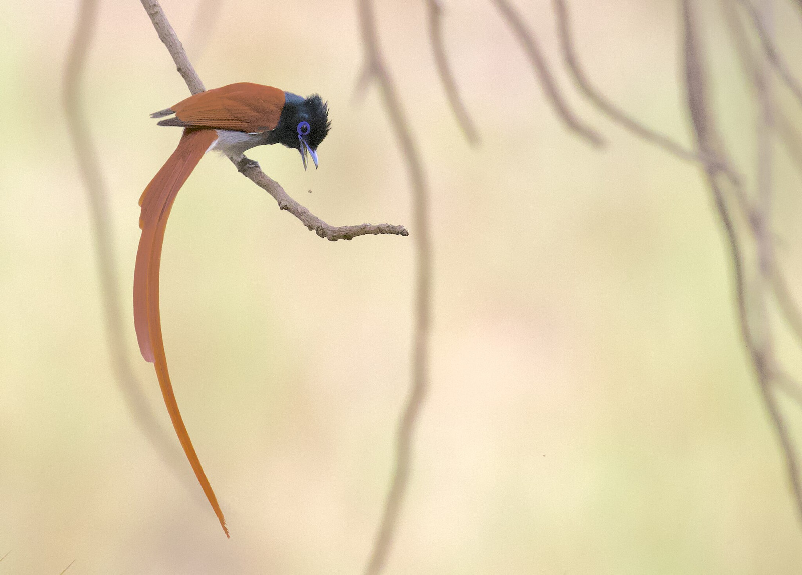 image African Paradise-Flycatcher